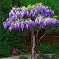 Blue Rain Wisteria Tree seeds best gift for him and her home decor teacher gifts for mom dad gardening DIY birthday present flowering plants