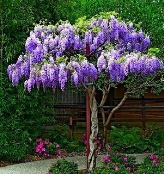 Blue Rain Wisteria Tree seeds best gift for him and her home decor teacher gifts for mom dad gardening DIY birthday present flowering plants