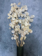 Silver Dollar seeds, Money Plant Lunaria best gift for him her mom dad, frost hardy perennial organic gardening flowering, teacher gifts DIY