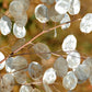 Silver Dollar seeds, Money Plant Lunaria best gift for him her mom dad, frost hardy perennial organic gardening flowering, teacher gifts DIY