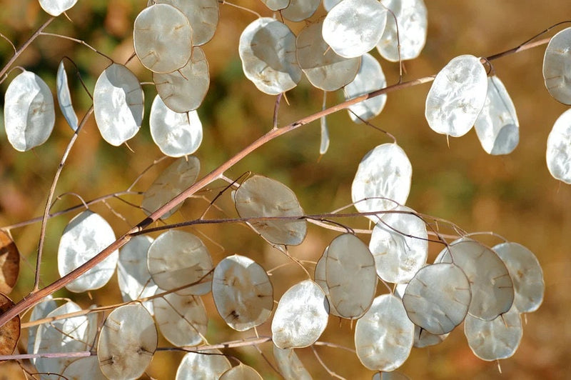 Silver Dollar seeds, Money Plant Lunaria best gift for him her mom dad, frost hardy perennial organic gardening flowering, teacher gifts DIY