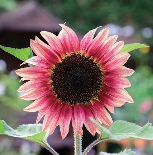 Plum Sunflower Seeds: Pink Flowering Plants Organic Gardening