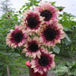 plum pink sunflowers