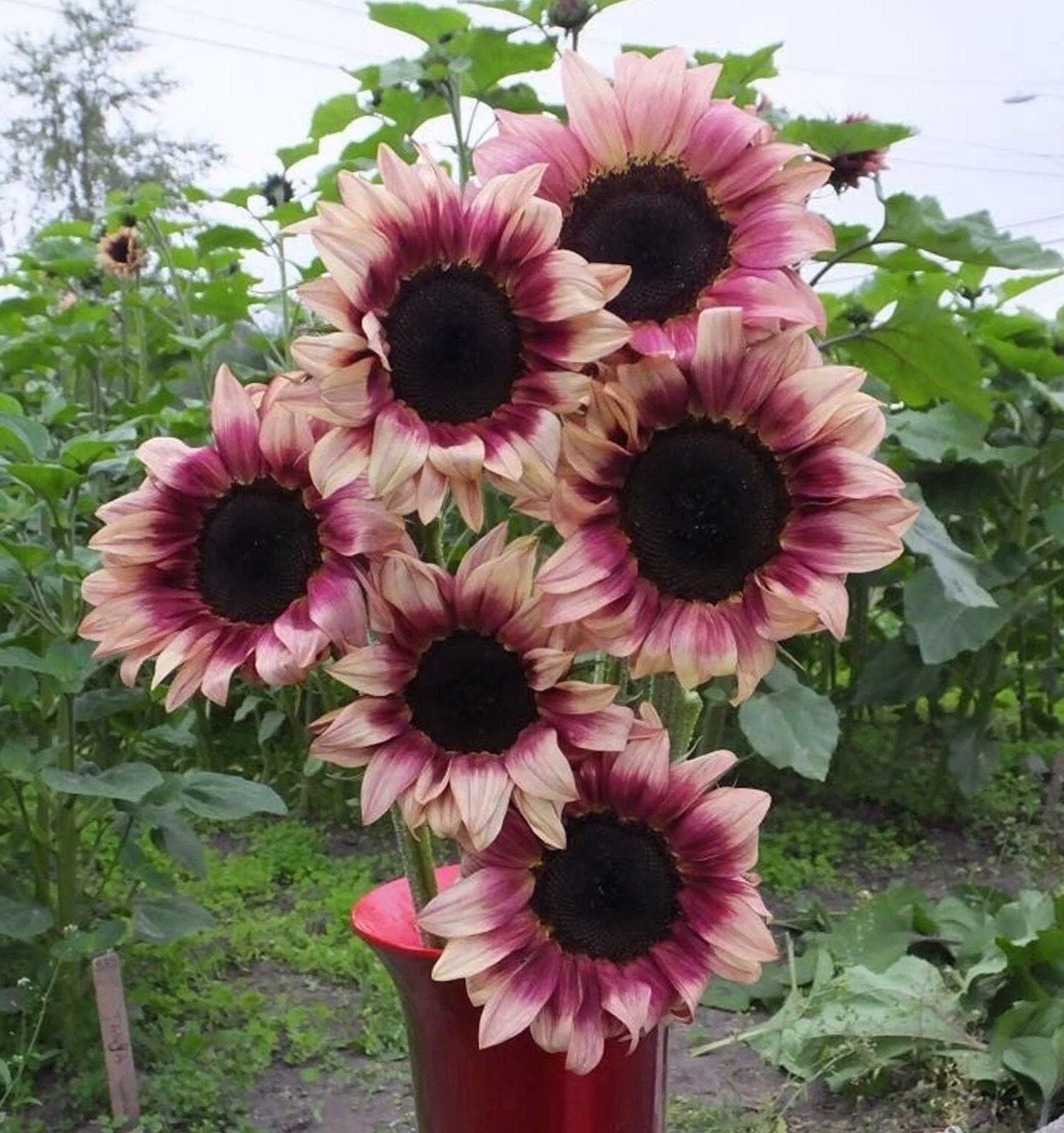 plum pink sunflowers