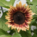 Plum Sunflower Seeds: Pink Flowering Plants Organic Gardening