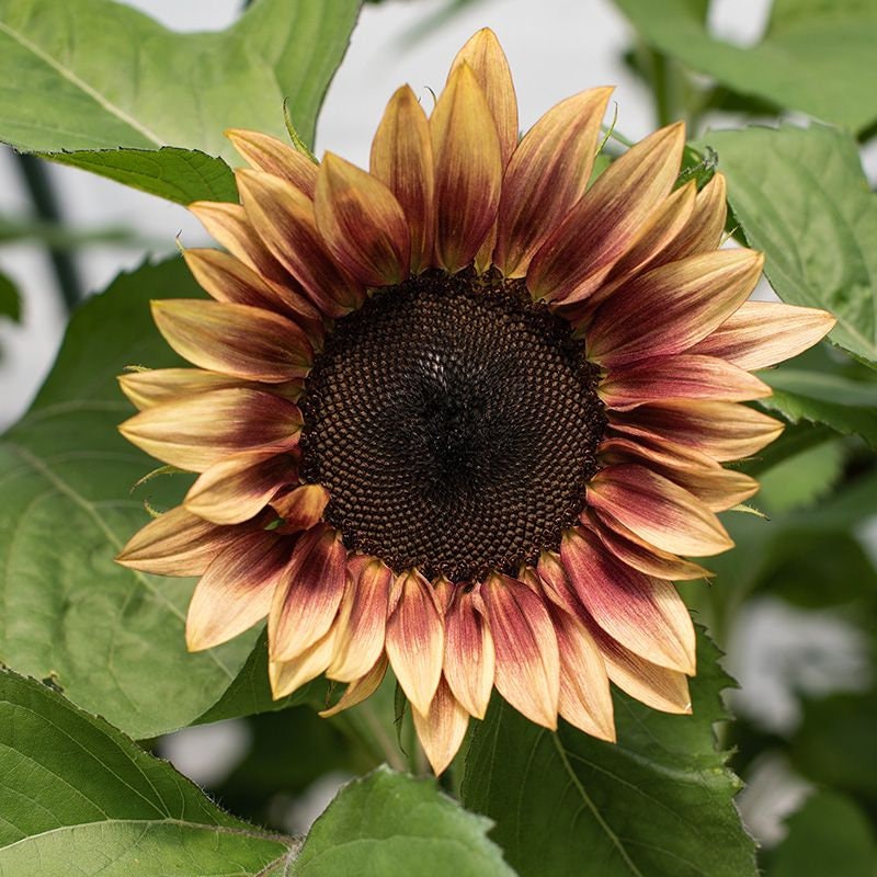 Plum Sunflower Seeds: Pink Flowering Plants Organic Gardening