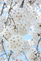 Japanese White Cherry Blossom Bonsai Tree seeds, Sakura gifts for him her mom dad teacher birthday gardening flowering perennial