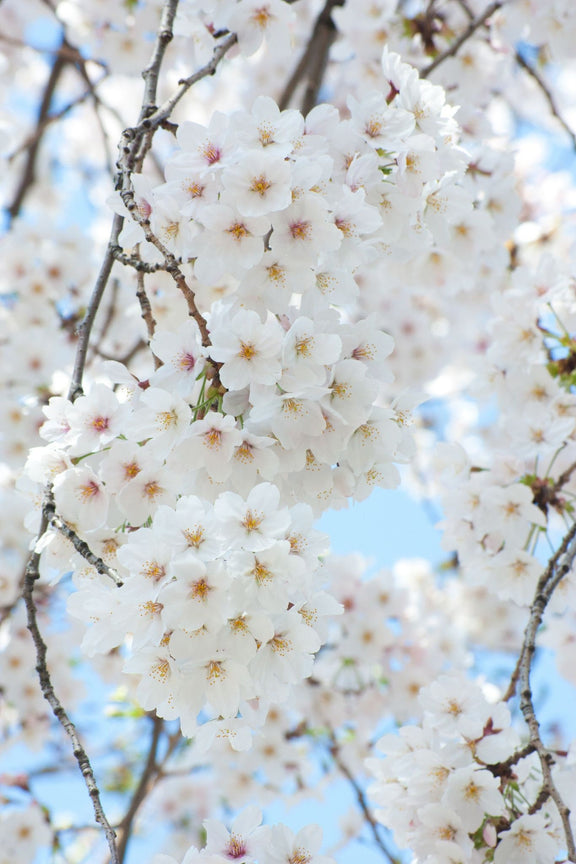 Japanese White Cherry Blossom Bonsai Tree seeds, Sakura gifts for him her mom dad teacher birthday gardening flowering perennial