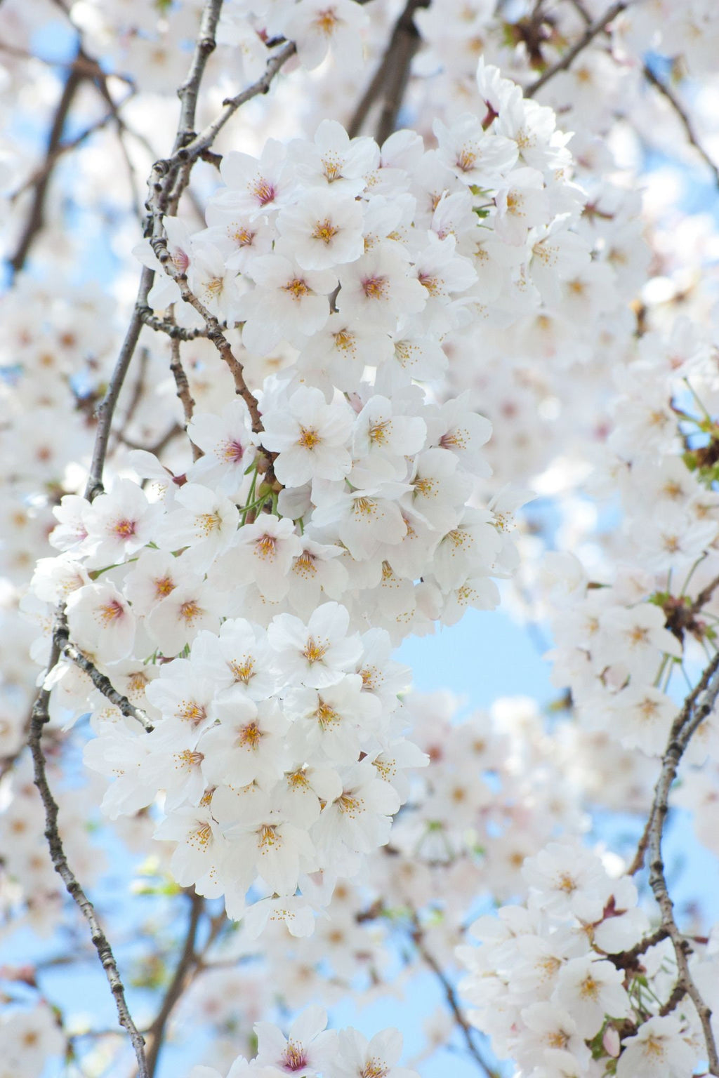 White Cherry Blossom Bonsai Tree Seeds: Japanese Sakura Flowering Perennial, Frost Hardy, Easy to Grow