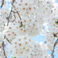 Japanese White Cherry Blossom Bonsai Tree seeds, Sakura gifts for him her mom dad teacher birthday gardening flowering perennial