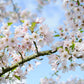 Japanese White Cherry Blossom Bonsai Tree seeds, Sakura gifts for him her mom dad teacher birthday gardening flowering perennial