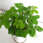Mimosa Pudica Seeds: Sensitive Plant; Moves When Touched, House Plant, Kids Love These