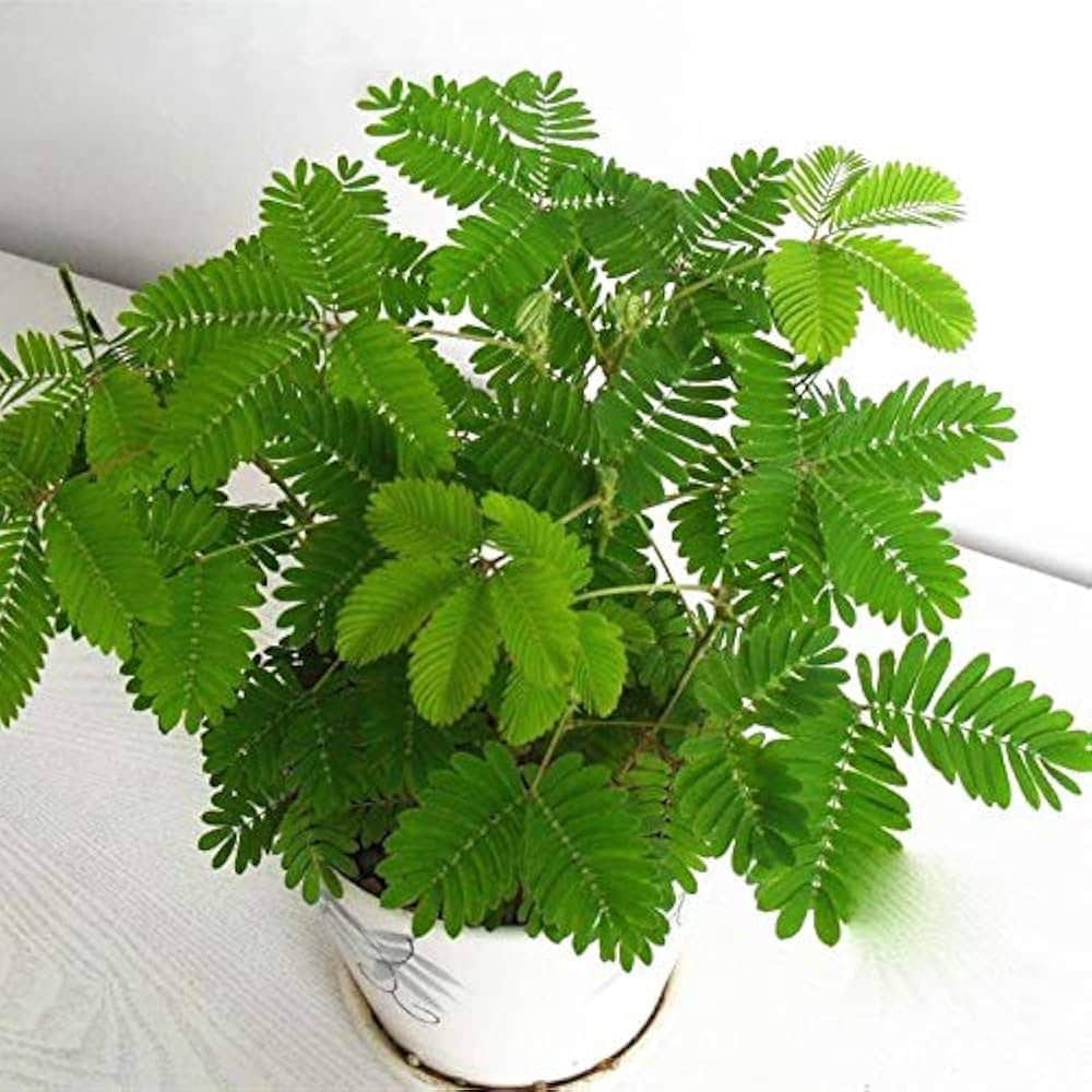 Mimosa Pudica Seeds: Sensitive Plant; Moves When Touched, House Plant, Kids Love These