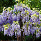 Wisteria Bonsai Tree Purple Rain seeds, outdoor & indoor home decor gift for him her mom dad teacher house plants birthday DIY gardening
