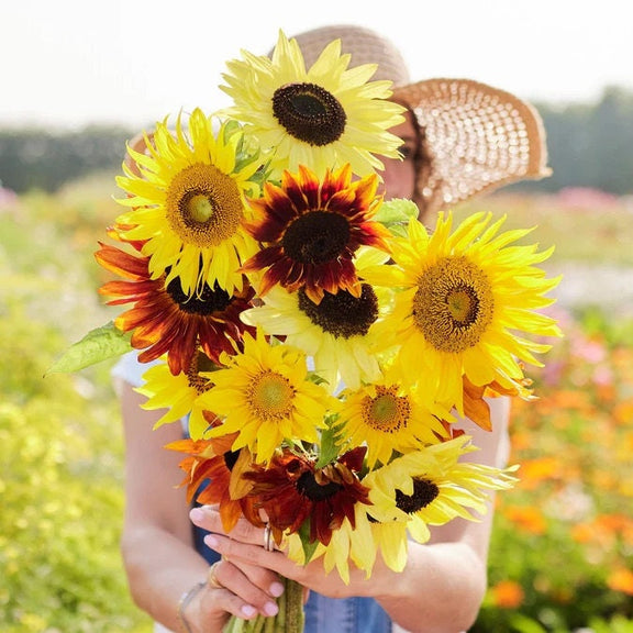 Beautiful Sunflower mix seeds, best gift for him her mom dad, indoor & outdoor home decor birthday teacher gifts DIY flowering plant organic