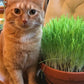 Cat Grass seeds, to grow in your living room, gift for him her mom dad, cat lovers, home decor, pet safe pet friendly gardening house plants