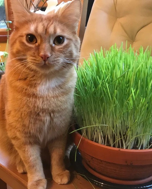 Cat Grass seeds, to grow in your living room, gift for him her mom dad, cat lovers, home decor, pet safe pet friendly gardening house plants