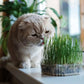 Cat Grass seeds, to grow in your living room, gift for him her mom dad, cat lovers, home decor, pet safe pet friendly gardening house plants