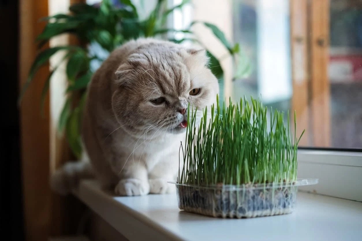 Cat Grass seeds, to grow in your living room, gift for him her mom dad, cat lovers, home decor, pet safe pet friendly gardening house plants