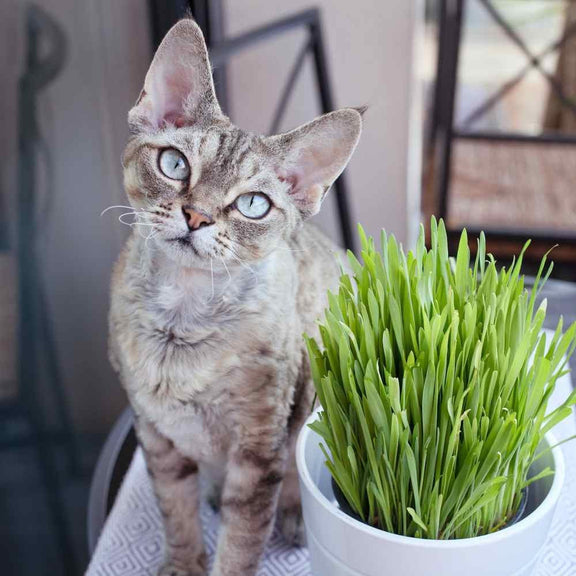 Cat Grass seeds, to grow in your living room, gift for him her mom dad, cat lovers, home decor, pet safe pet friendly gardening house plants