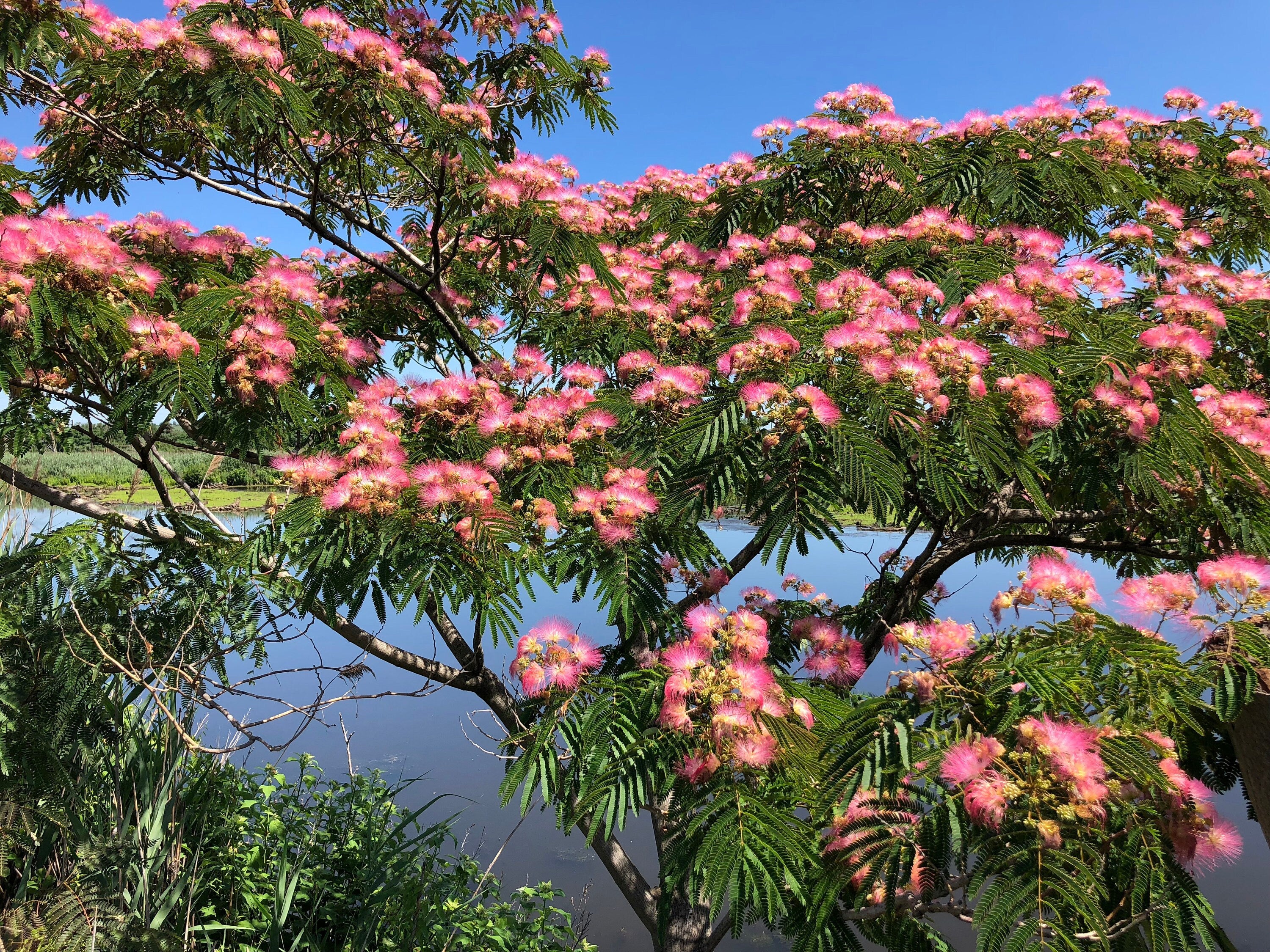 Persian Pink Silk Bonsai Tree Seeds: Sleeping Tree, Frost Hardy, Easy Care, Albizia julibrissin