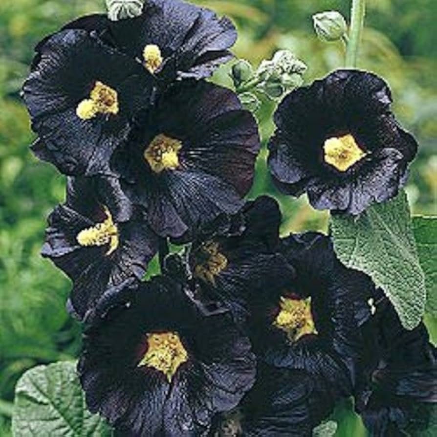 Black Hollyhock seeds, frost hardy perennial flowering plant gift for him her mom dad teacher home decor DIY birthday gardening Halloween