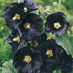 Black Hollyhock seeds, frost hardy perennial flowering plant gift for him her mom dad teacher home decor DIY birthday gardening Halloween