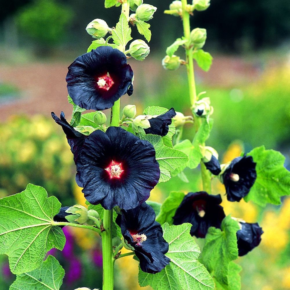 Black Hollyhock seeds, frost hardy perennial flowering plant gift for him her mom dad teacher home decor DIY birthday gardening Halloween