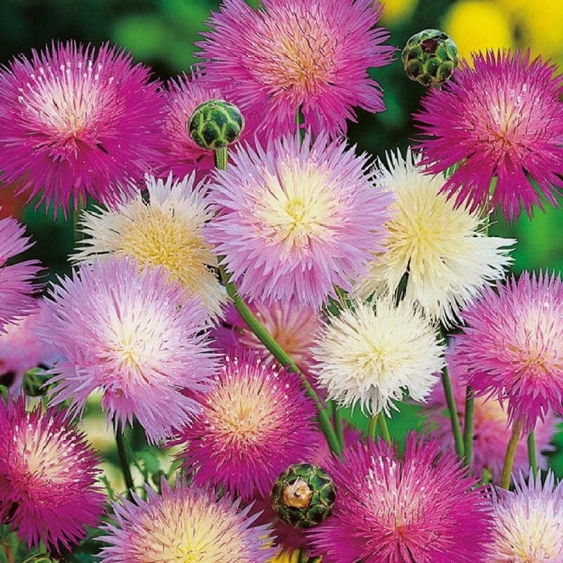 Colourful Sweet Sultan Flower seeds, best gift for him her mom dad teacher outdoor home decor birthday DIY flowering plant organic gardening