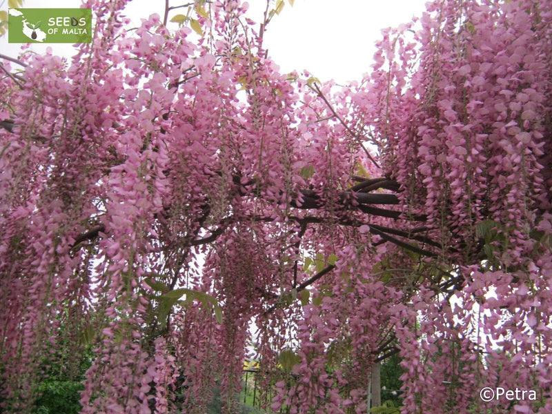 Pink Wisteria Bonsai Tree seeds, home decor gift for him her mom dad teacher gifts DIY house plants birthday gardening frost hardy perennial