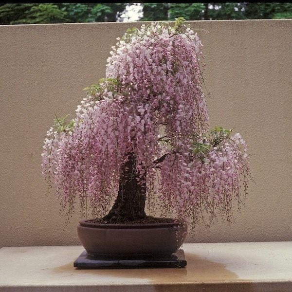 Pink Wisteria Bonsai Tree seeds, home decor gift for him her mom dad teacher gifts DIY house plants birthday gardening frost hardy perennial