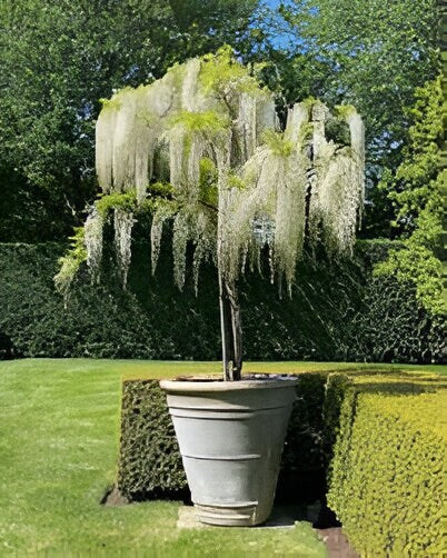 White Rain Wisteria Bonsai seeds best gift for him and her home decor teacher gifts for mom dad birthday organic gardening flowering plants