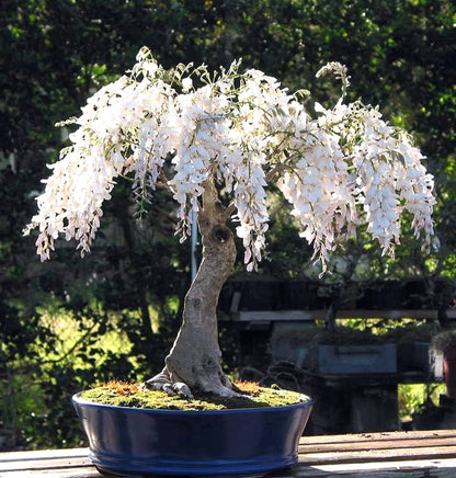 White Rain Wisteria Bonsai seeds best gift for him and her home decor teacher gifts for mom dad birthday organic gardening flowering plants