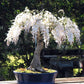 White Rain Wisteria Bonsai Tree seeds, best gift for him her mom dad teacher home decor birthday gardening flowering plants perennial
