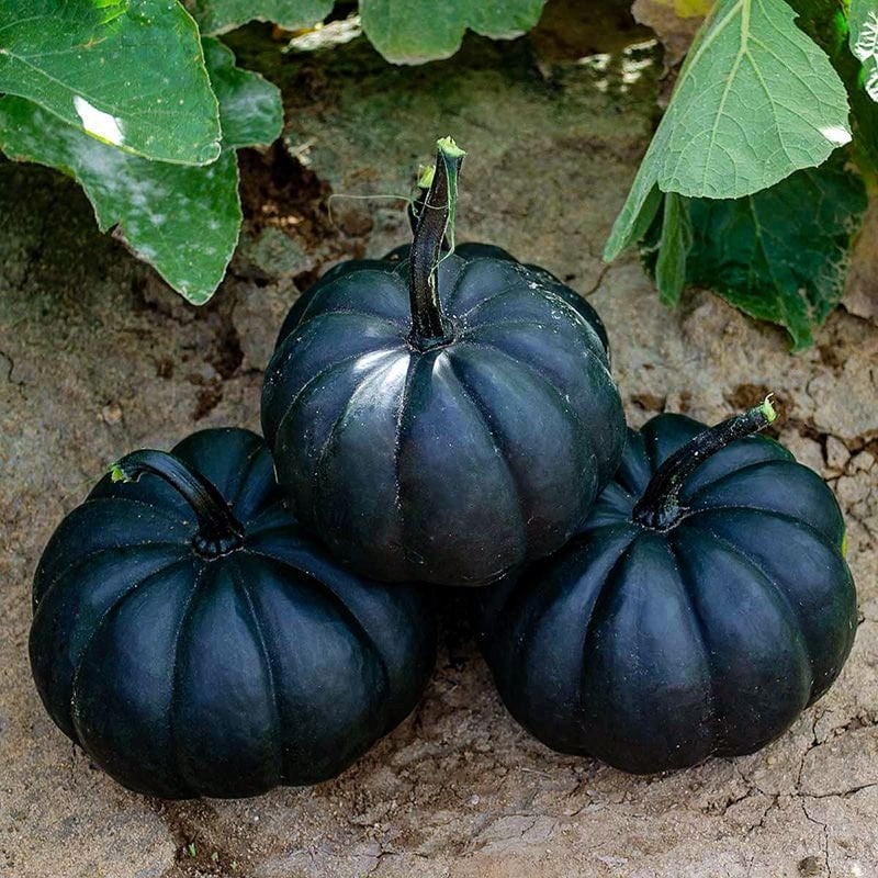 Black Pumpkins