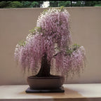 Japanese Pink Wisteria Bonsai Tree Seeds, best gift for teacher, Frost Hardy Perennial, with Simple Instructions, Easy to Grow