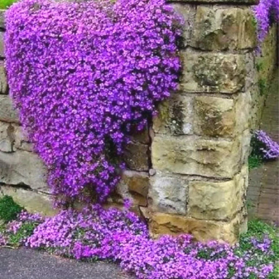 Cascading Aubrieta seeds, frost hardy perennial ground cover magic carpet best gift for him her mom dad teacher home decor DIY gardening