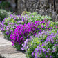 Cascading Aubrieta seeds, frost hardy perennial ground cover magic carpet best gift for him her mom dad teacher home decor DIY gardening