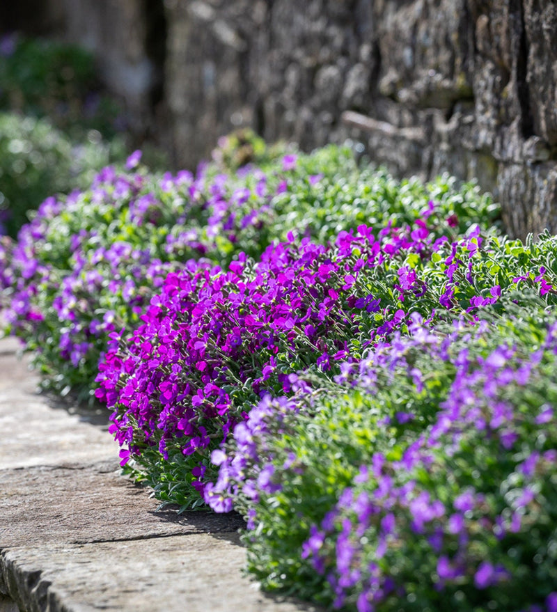 Cascading Aubrieta seeds, frost hardy perennial ground cover magic carpet best gift for him her mom dad teacher home decor DIY gardening