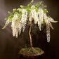 White Rain Wisteria Bonsai Tree seeds, best gift for him her mom dad teacher home decor birthday gardening flowering plants perennial