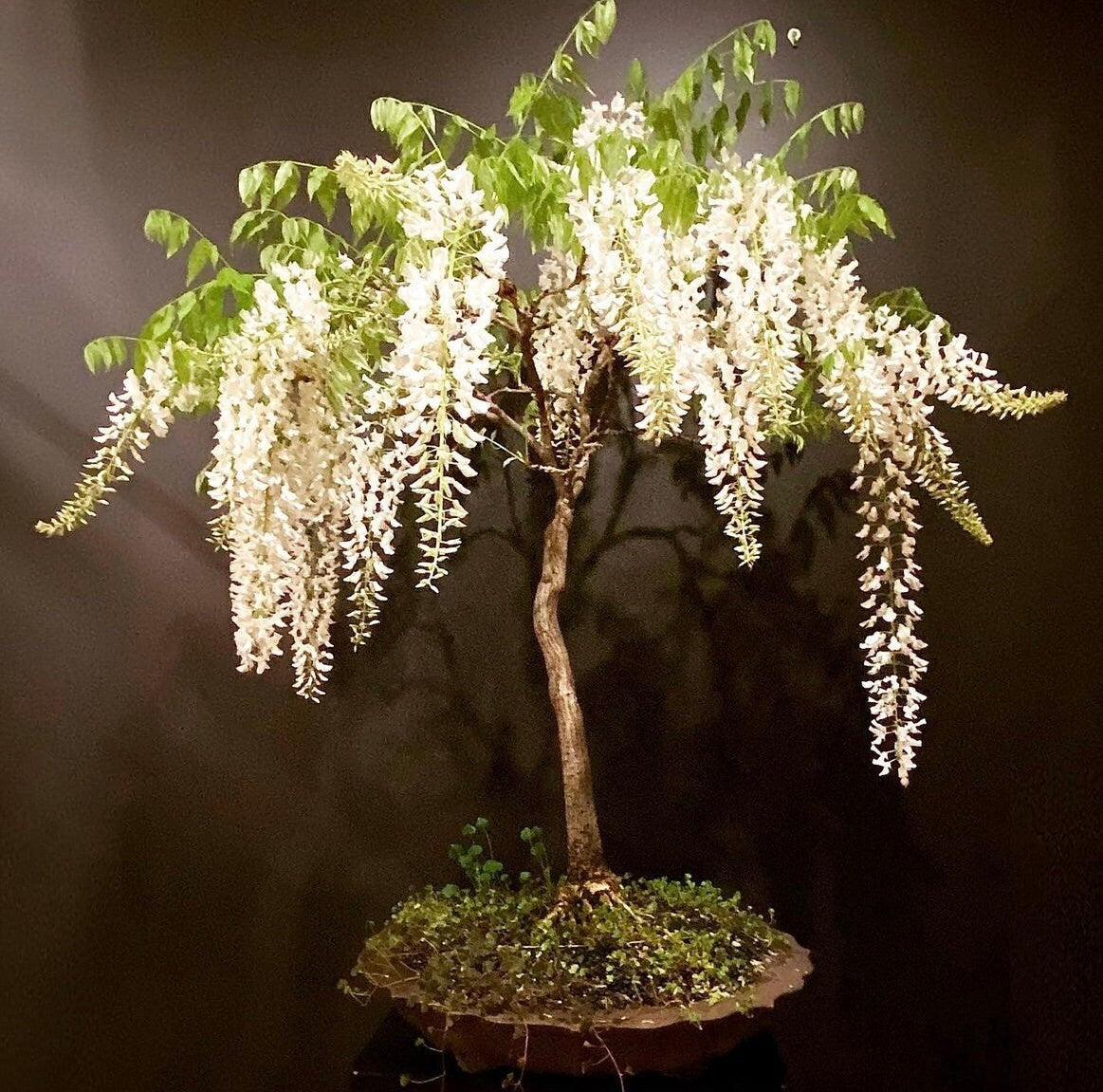 White Rain Wisteria Bonsai Tree seeds, best gift for him her mom dad teacher home decor birthday gardening flowering plants perennial