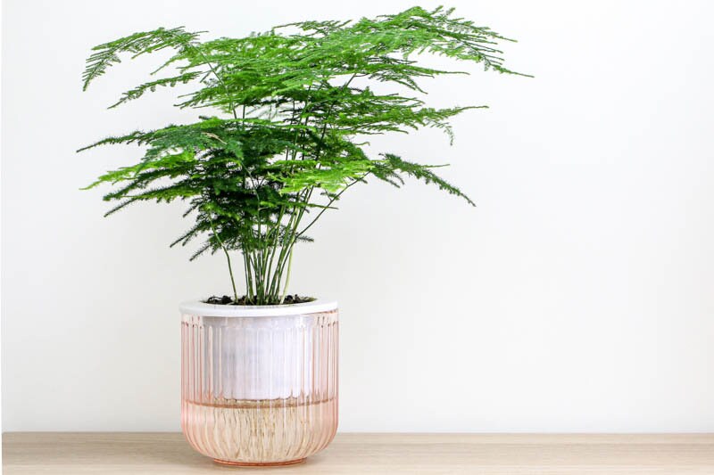 Evergreen Asparagus Fern seeds, best gift for him her mom dad teacher birthday DIY gardening, indoor house plants housewarming home decor