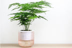 Evergreen Asparagus Fern seeds, best gift for him her mom dad teacher birthday DIY gardening, indoor house plants housewarming home decor