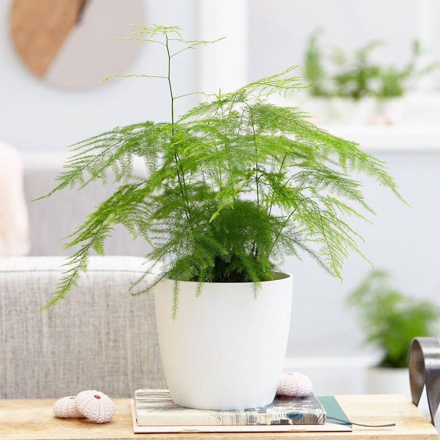 green fern