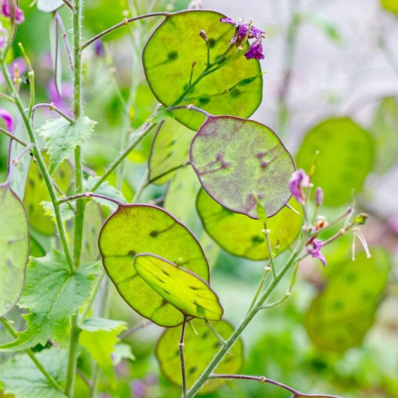 Silver Dollar seeds, Money Plant Lunaria best gift for him her mom dad, frost hardy perennial organic gardening flowering, teacher gifts DIY