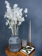 Silver Dollar seeds, Money Plant Lunaria best gift for him her mom dad, frost hardy perennial organic gardening flowering, teacher gifts DIY