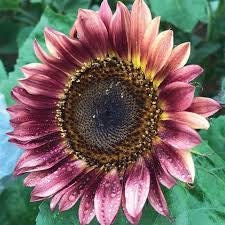 Plum Sunflower Seeds: Pink Flowering Plants Organic Gardening