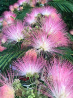 Silk Tree Bonsai seeds, frost hardy perennial, Sleepy Tree, home decor best gift for him her mom dad house plants gardening flowering plants