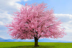 Pink Cherry Blossom Tree Seeds: Sakura Flowering Plants, Frost Hardy Perennial