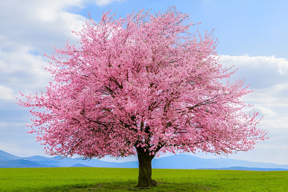 Pink Cherry Blossom Tree Seeds: Sakura Flowering Plants, Frost Hardy Perennial